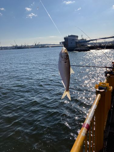コノシロの釣果