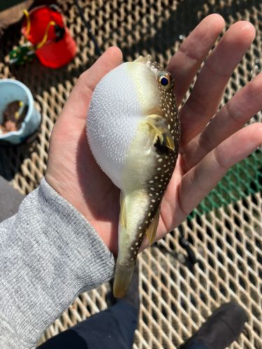クサフグの釣果
