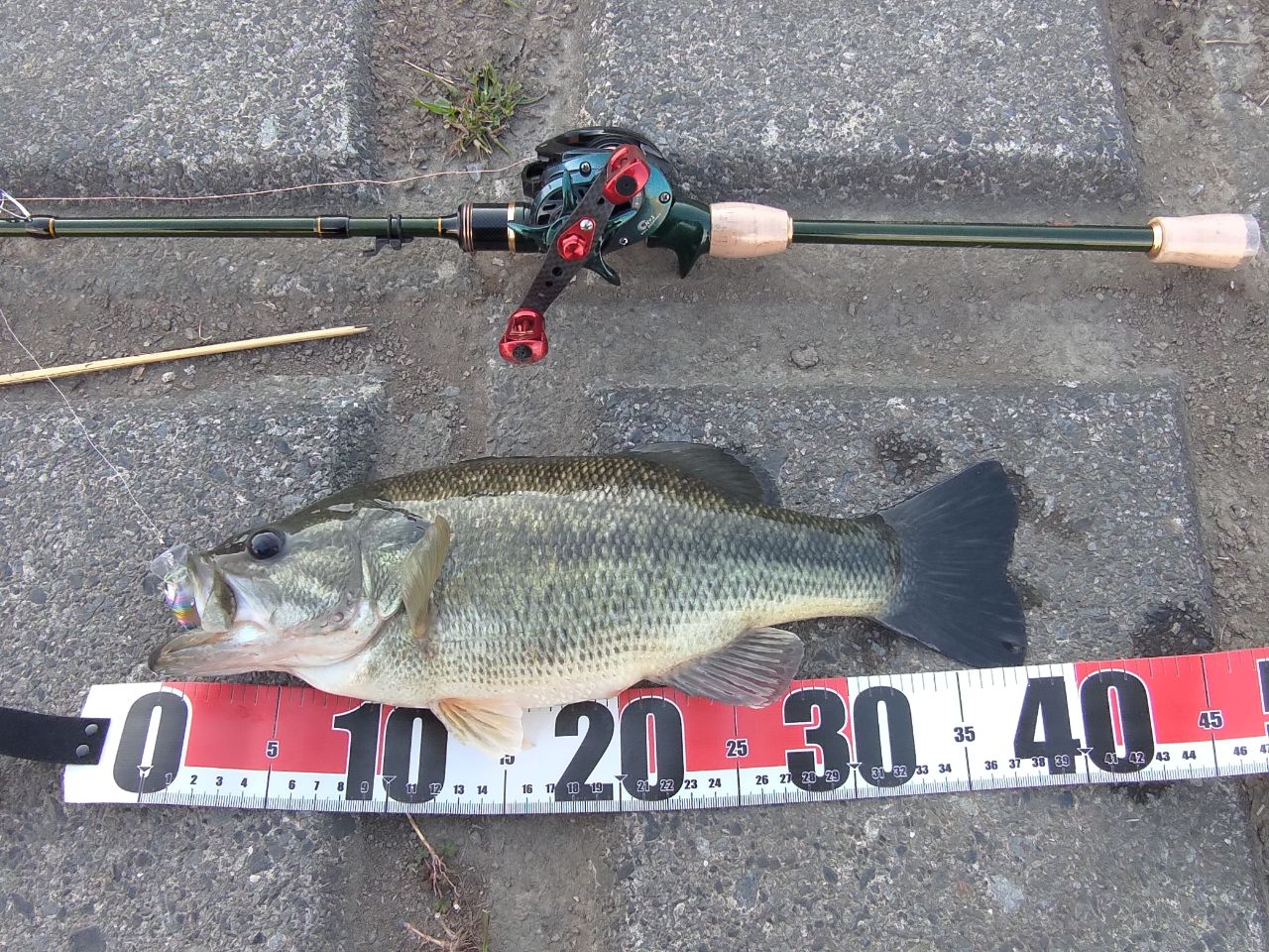 ラージマウスバス