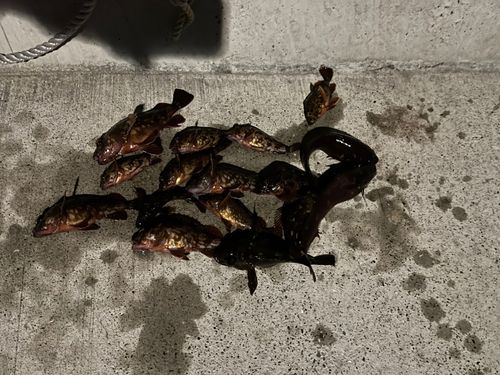 カサゴの釣果