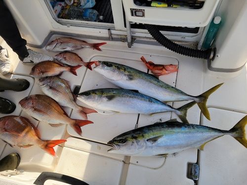 ハマチの釣果