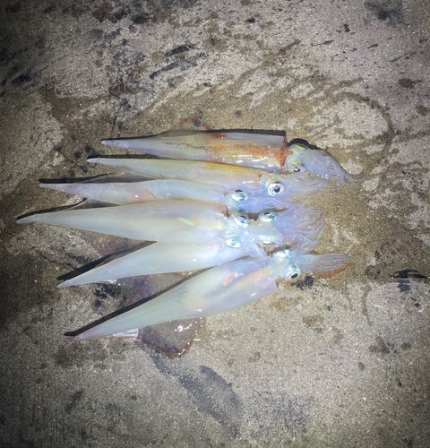 ヤリイカの釣果