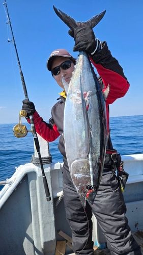 ビンチョウマグロの釣果