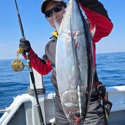 ビンチョウマグロ