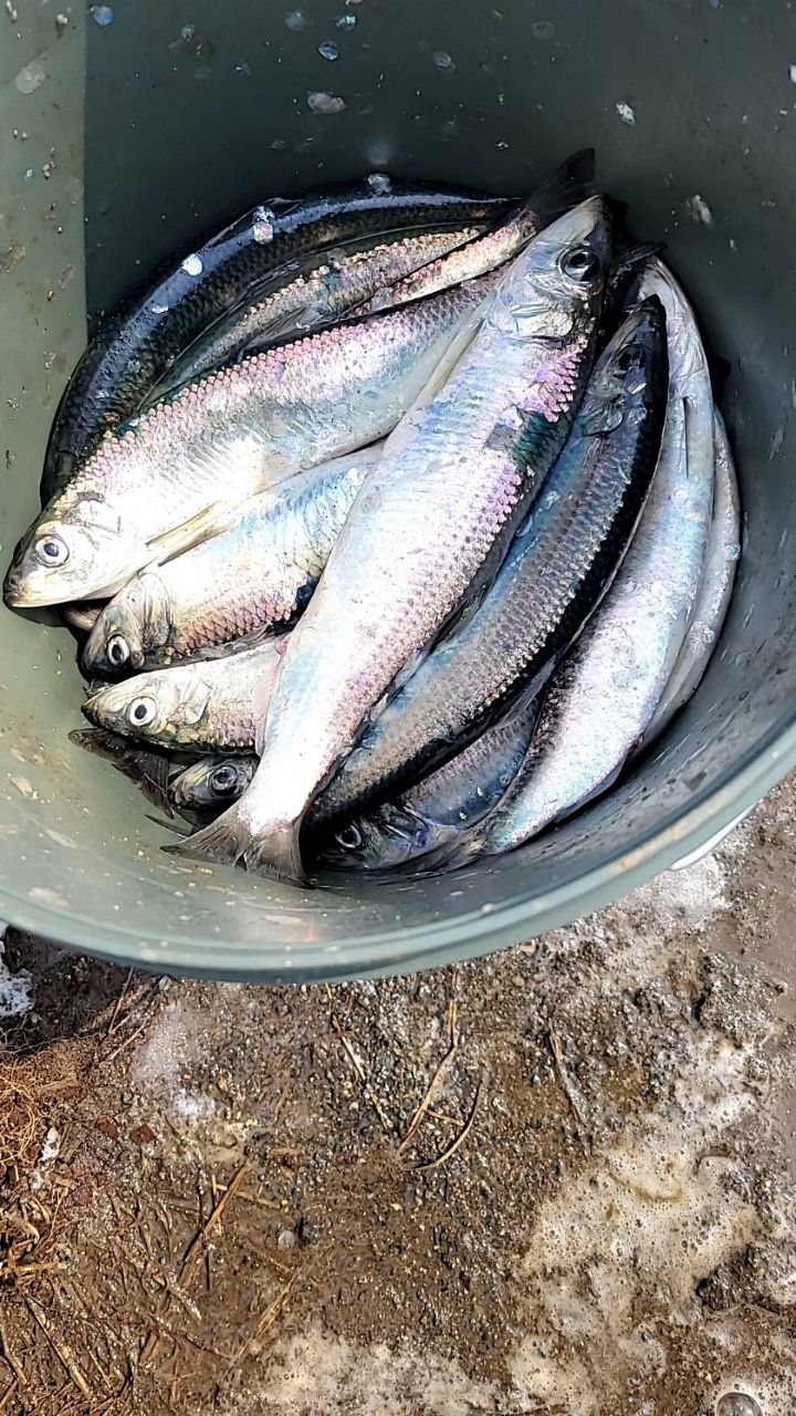 takapy さんの 2025年03月20日のニシンの釣り・釣果情報(北海道 - 留萌