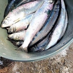 takapy さんの 2025年03月20日のニシンの釣り・釣果情報(北海道 - 留萌 