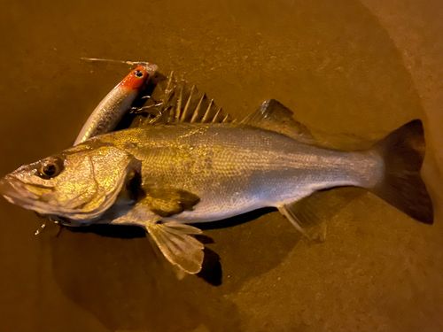 シーバスの釣果
