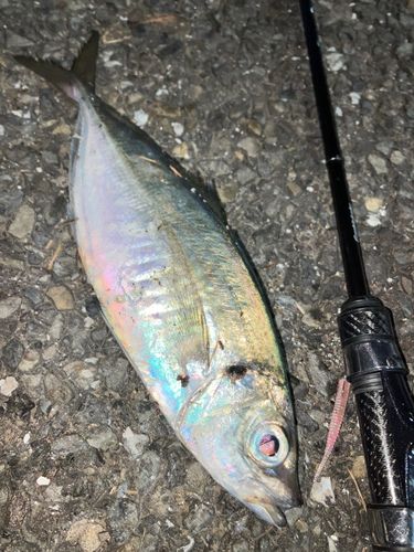 マアジの釣果