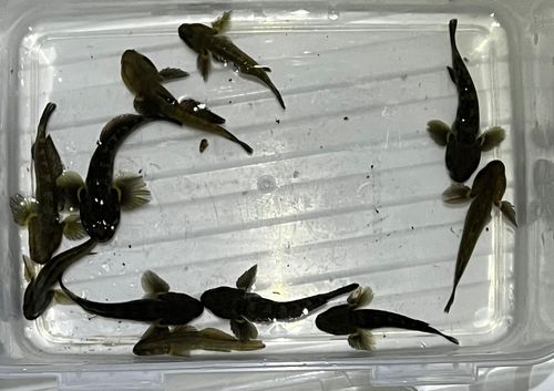 ハゼの釣果