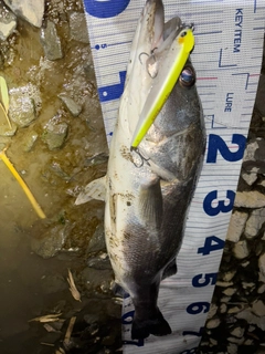 シーバスの釣果