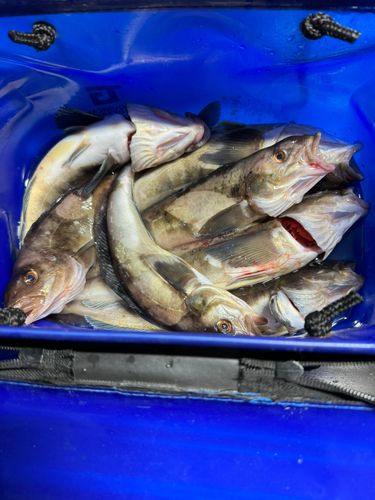 ホッケの釣果