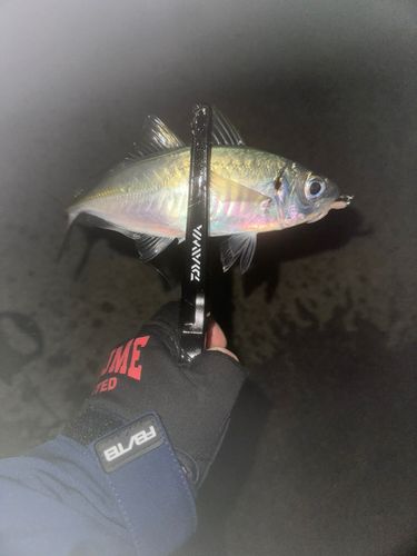 マアジの釣果