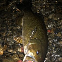 スモールマウスバス