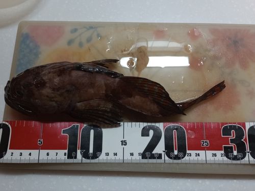 ニジカジカの釣果