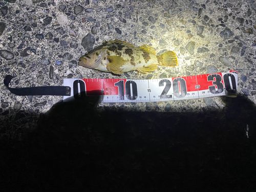 タケノコメバルの釣果