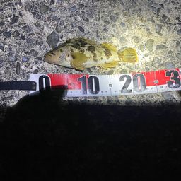 タケノコメバル