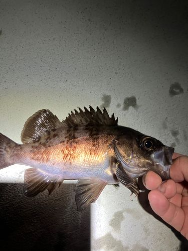 メバルの釣果