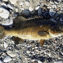 スモールマウスバス