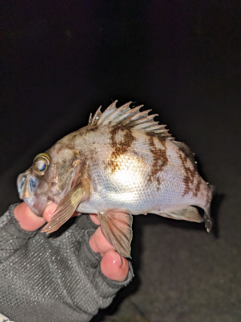メバル