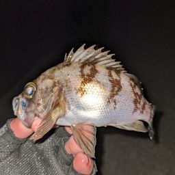 メバル