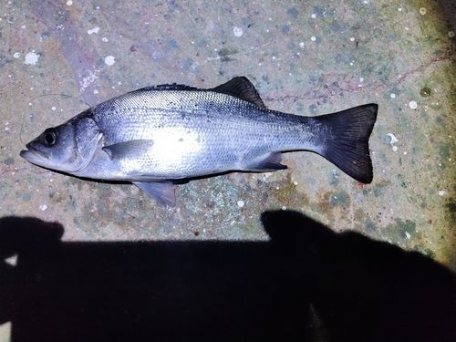 セイゴ（ヒラスズキ）の釣果