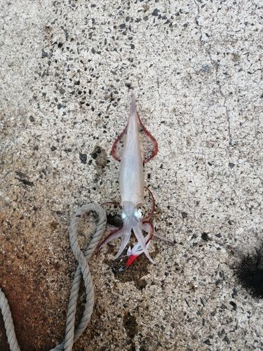 ササイカの釣果