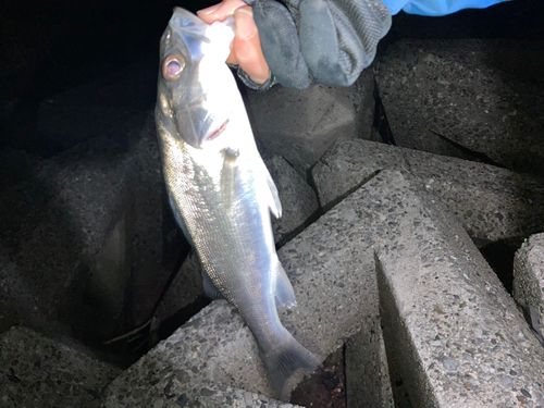 セイゴ（マルスズキ）