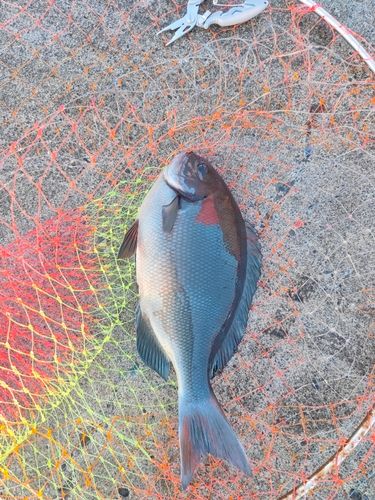 クロメジナの釣果