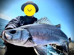 ヒラスズキの釣果