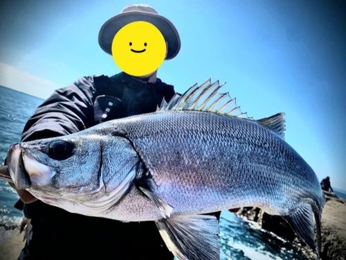 ヒラスズキの釣果