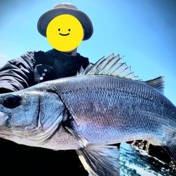 ヒラスズキ