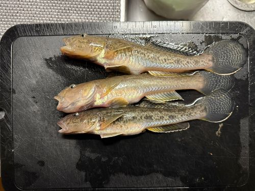 ハゼの釣果