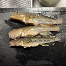 ハゼ