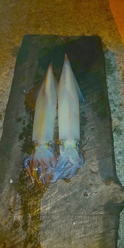 アカイカの釣果