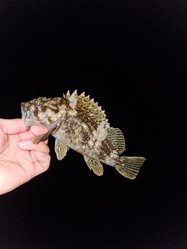 オウゴンムラソイの釣果