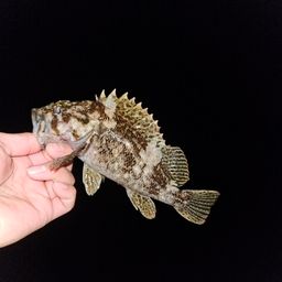 オウゴンムラソイ