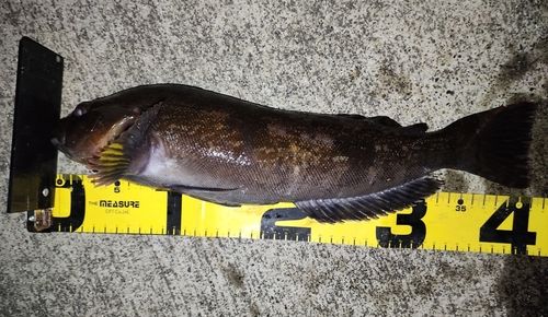 アイナメの釣果