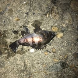 メバル