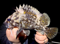 オウゴンムラソイの釣果