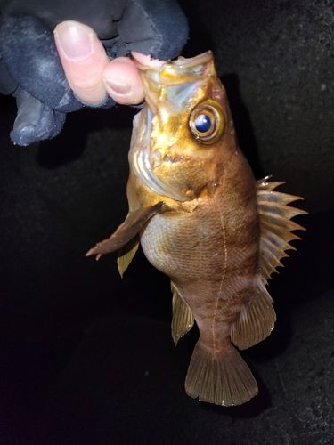 メバルの釣果