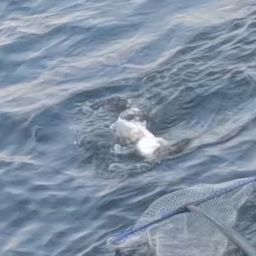 ハネ（マルスズキ）