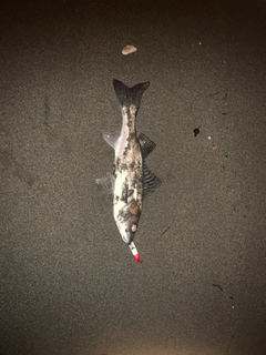 セイゴ（マルスズキ）の釣果