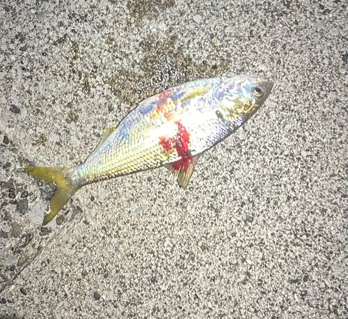 コノシロの釣果