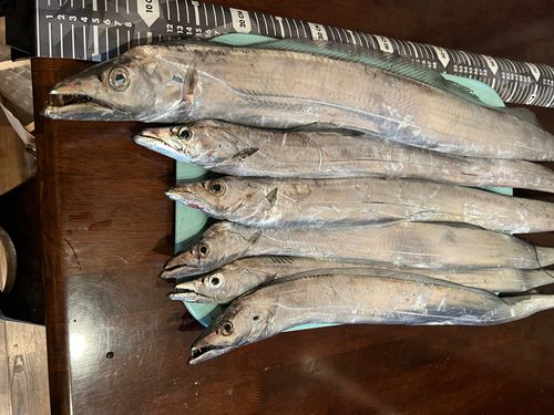 タチウオの釣果