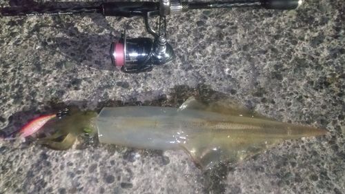 ヤリイカの釣果