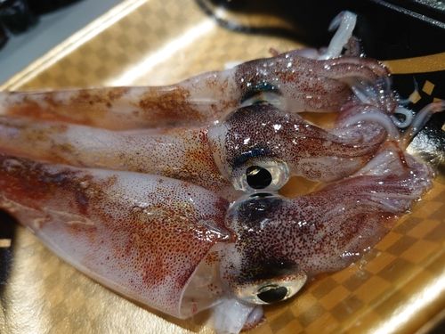 ヤリイカの釣果
