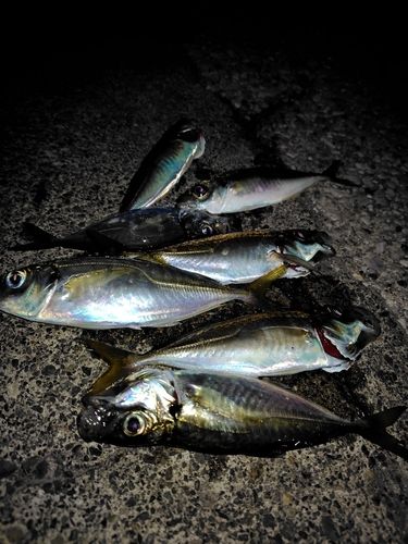 アジの釣果