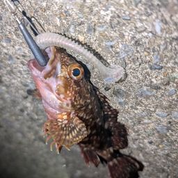 カサゴ