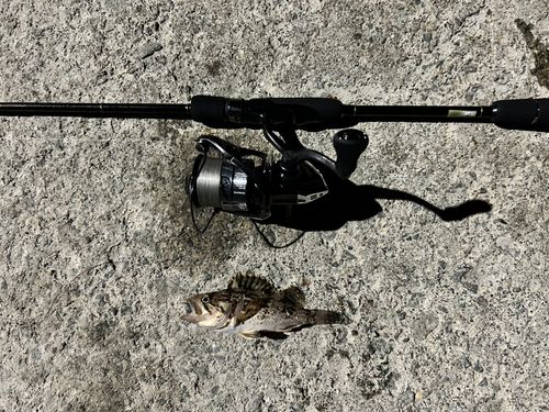 クロソイの釣果