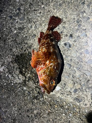ガシラの釣果